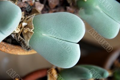 Lithops