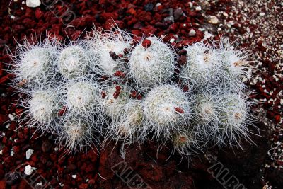 Cactus  mammillaria