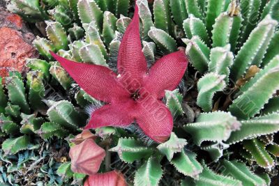 Cactus  Flower