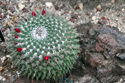 Cactus Mammilaria magnimamma