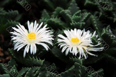 Lithops faucaria candida white flowers