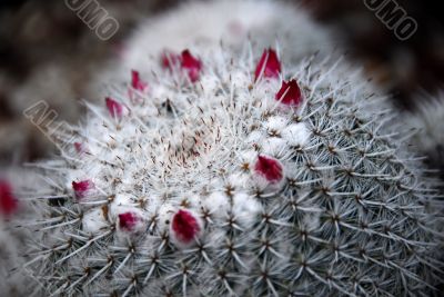 Cactus Mammillaria Flowers