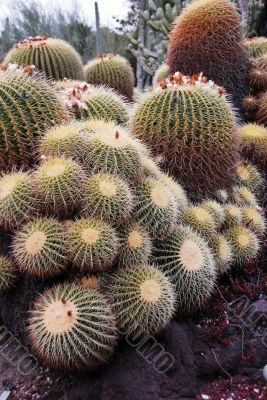 Cactus Notocactus Claviceps