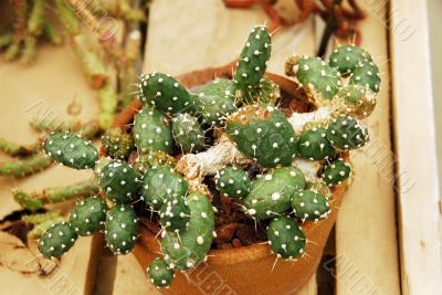 Cactus opuntia fragilis