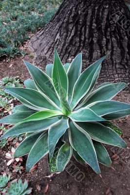 Aloe Succulent