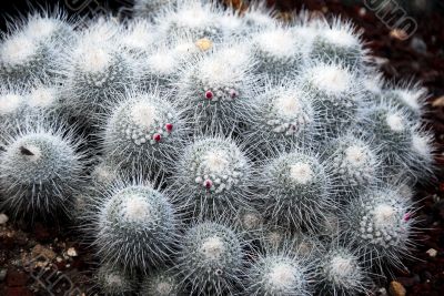 Cactus Mammillaria Geminispina