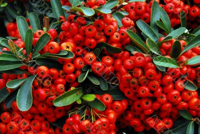 holly and red berries