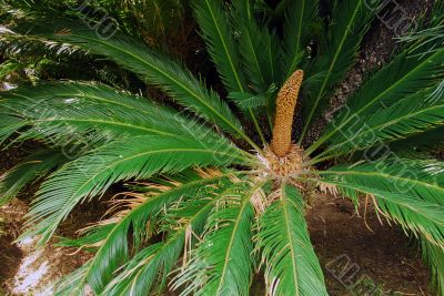 Cycad Palm plant