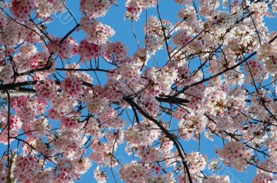 Cherry Flowers