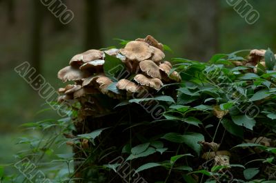 bootlace fungus