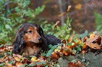 dachshund