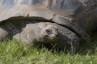 giant tortoise