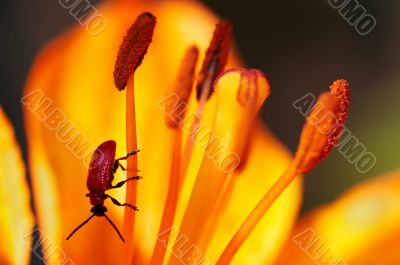 chrysomelid on the lily