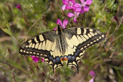 swallowtail