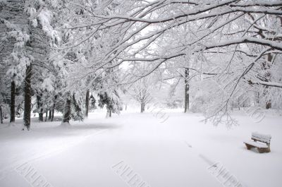 Park Bench in Winter