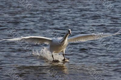 water skiing