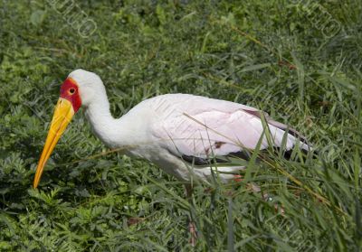 jabiru