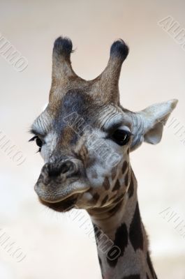 giraffe