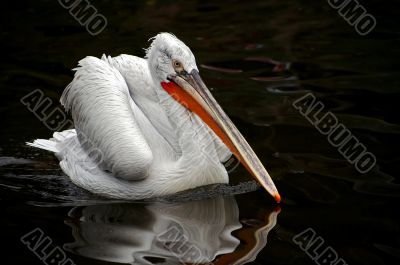 Dalmatian pelican