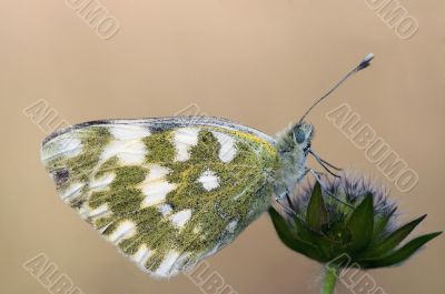 butterfly on the flower