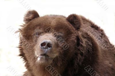 brown bear