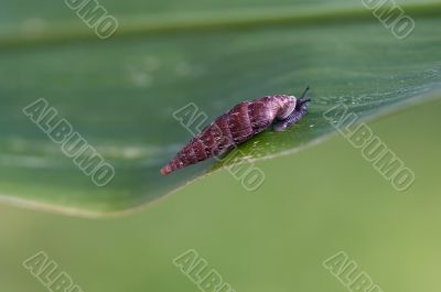 little snail on the leaf