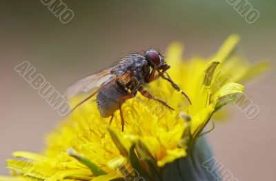 fly on the bloom