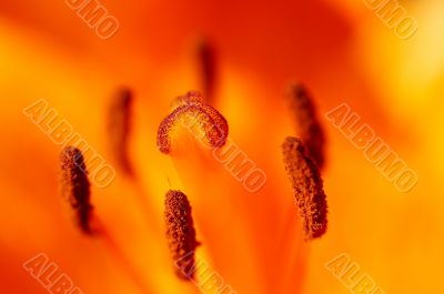 close-up of the bloom of lily