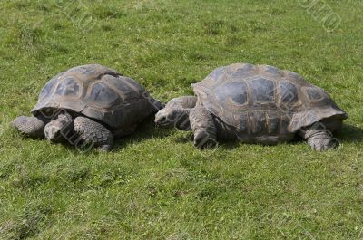 giant tortoises