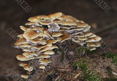 bunch of mushrooms