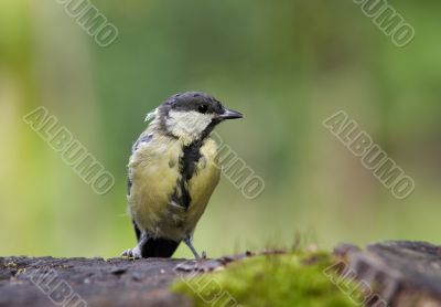 coal tit