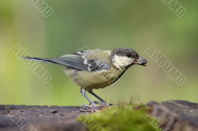 coal tit with grain in the beak