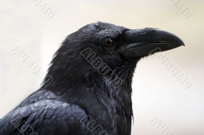 raven