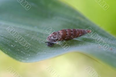 little snail on the leaf