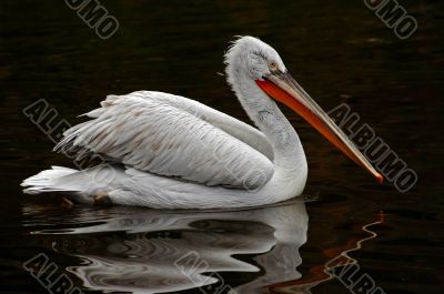 Dalmatian pelican