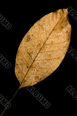 autumn leaf