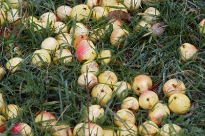 autumn apples at the grass