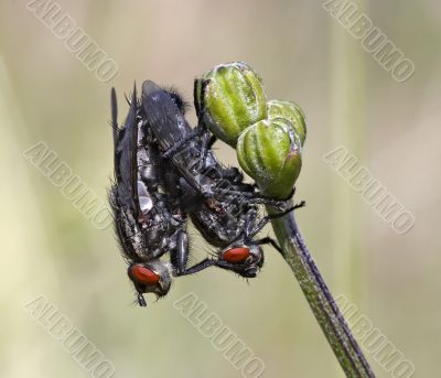 coupling flies