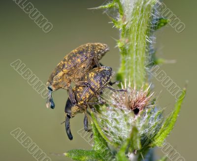 pales weevil