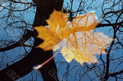 autumn reflection