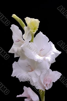 white gladiolus