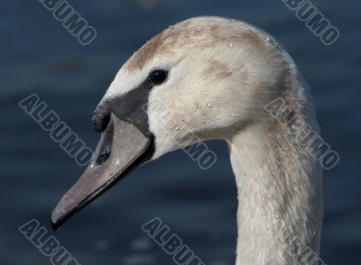 swan head with beads