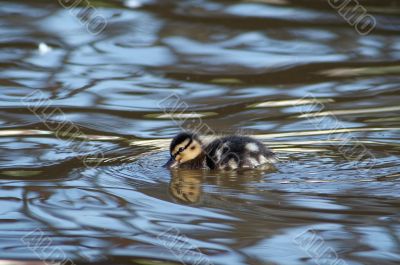 duckling