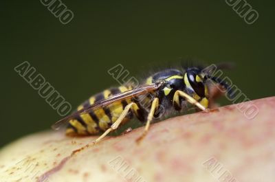 social wasp