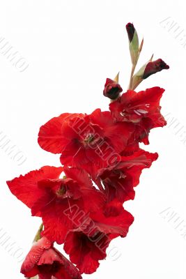 gladiolus