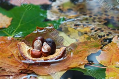 autumn boat