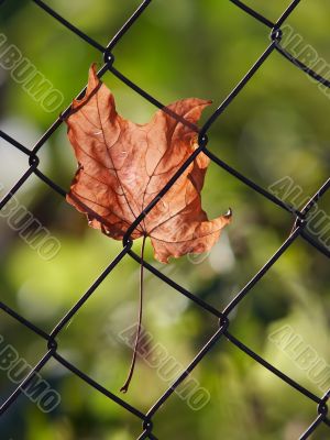 autumn leaf