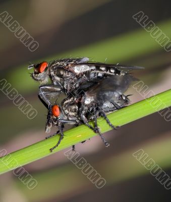 pair - flies