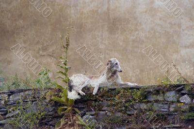 borzoi