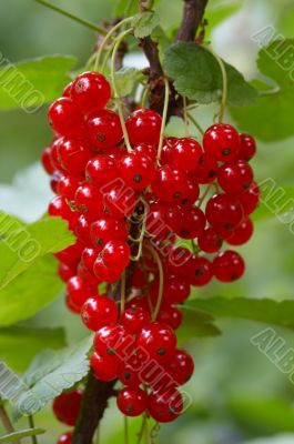 redcurrant